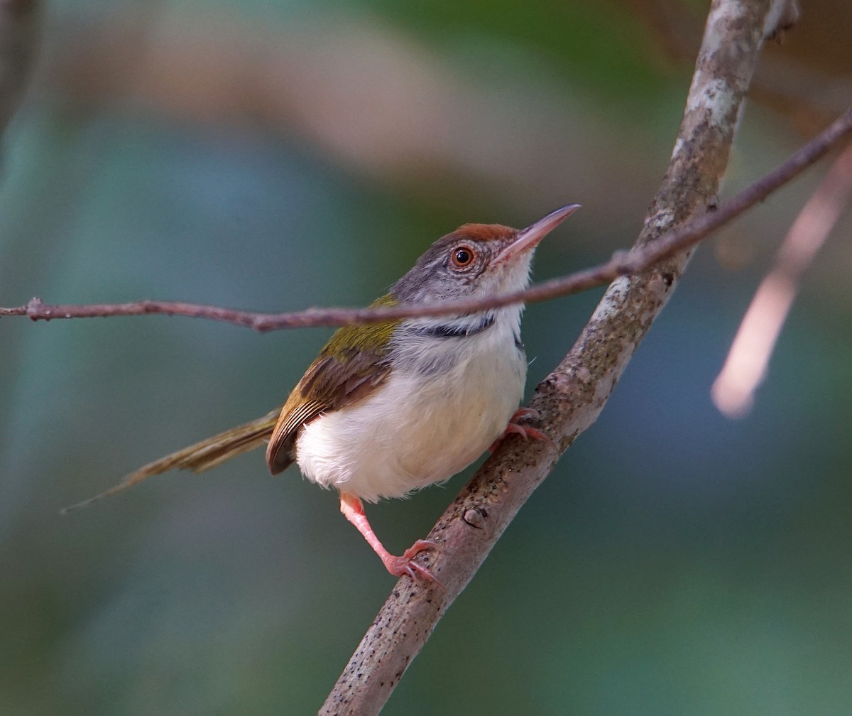 Common Tailorbird - Raghavendra  Pai