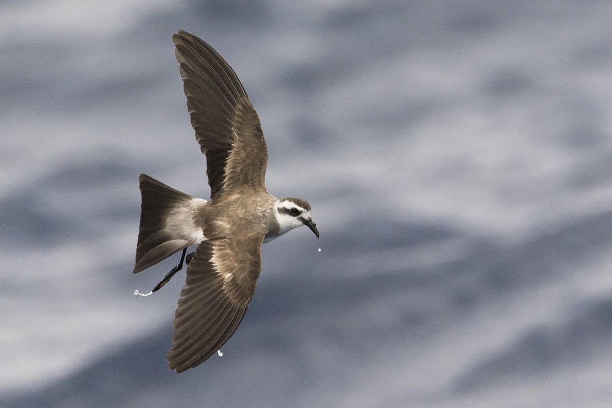 White-faced Storm-Petrel - ML188846721