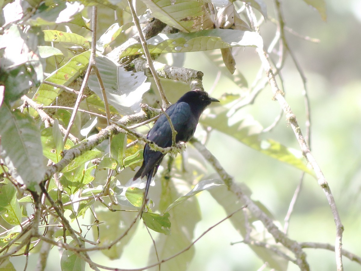 Square-tailed Drongo-Cuckoo - ML188850361