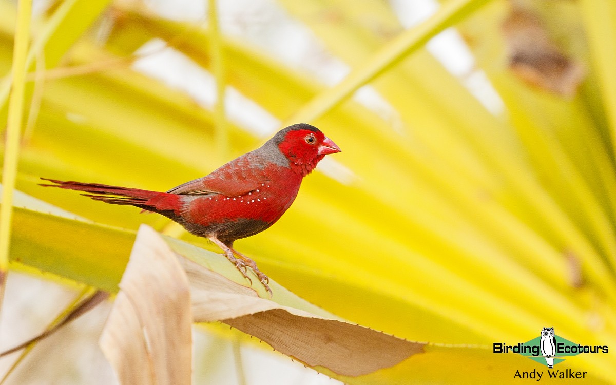 Crimson Finch - Andy Walker - Birding Ecotours