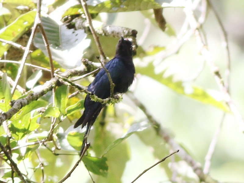Square-tailed Drongo-Cuckoo - ML188852251