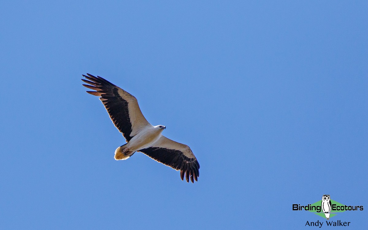 White-bellied Sea-Eagle - Andy Walker - Birding Ecotours
