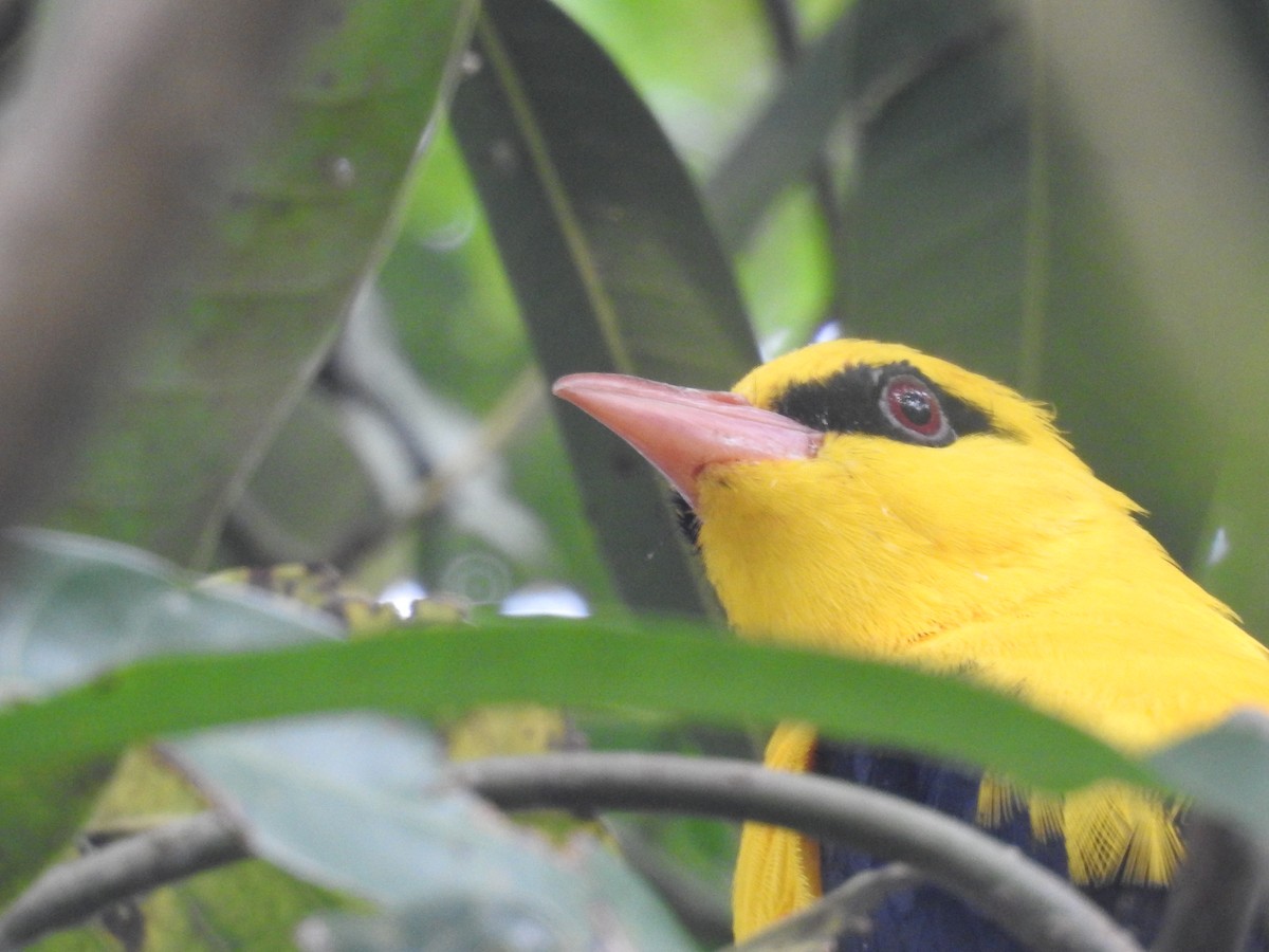 Indian Golden Oriole - ML188852301