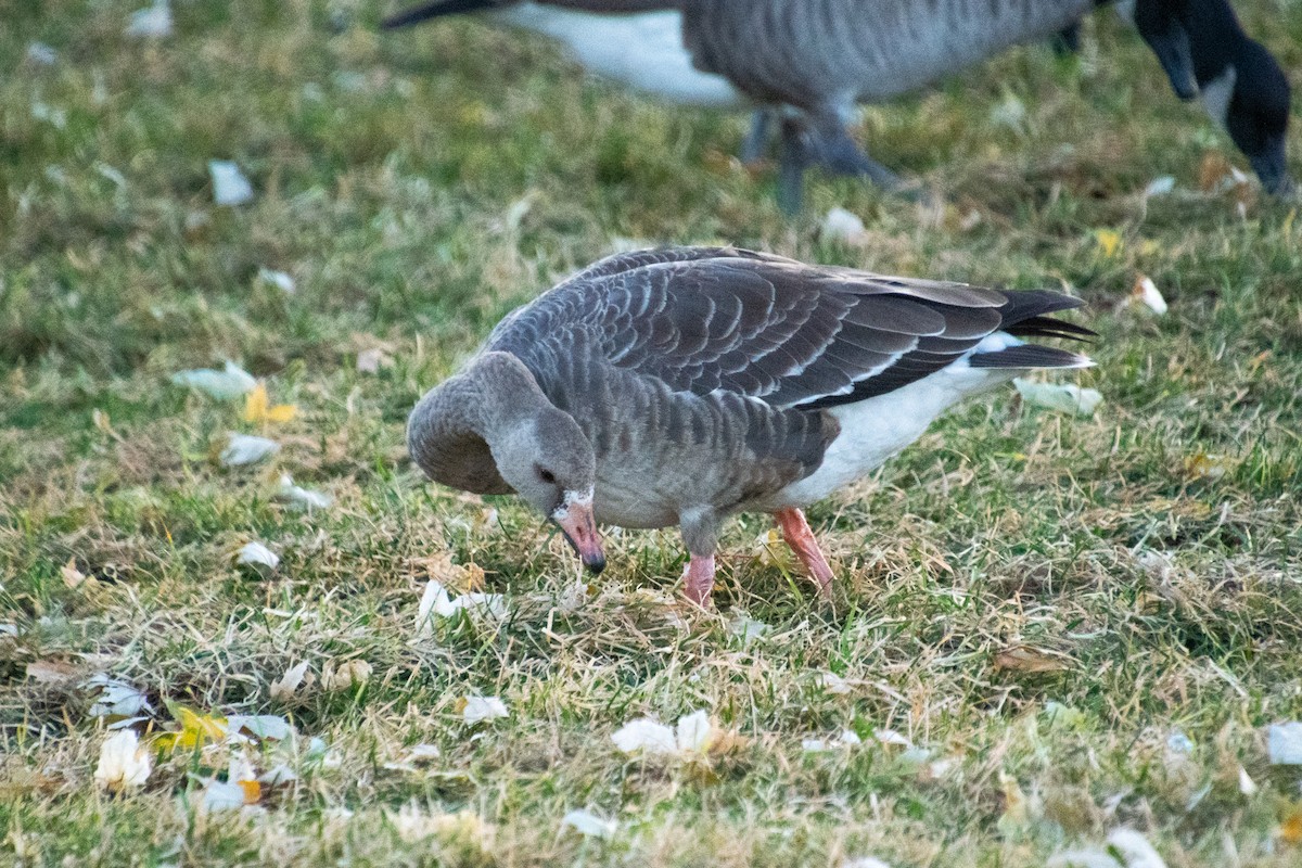 Greater White-fronted Goose - Ron Riley