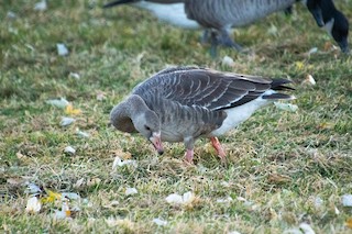 Greater White-fronted Goose, ML188852981