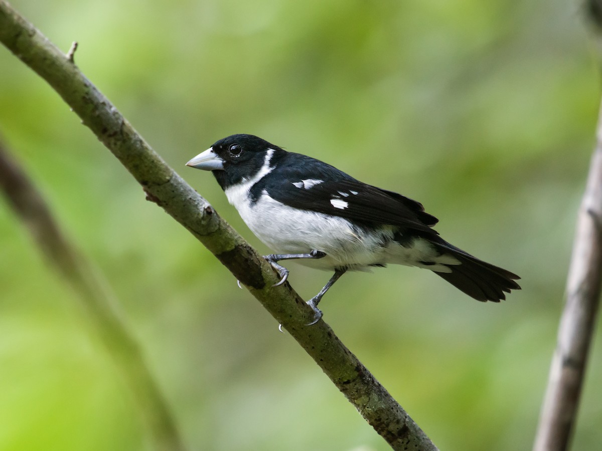 White-naped Seedeater - ML188853291