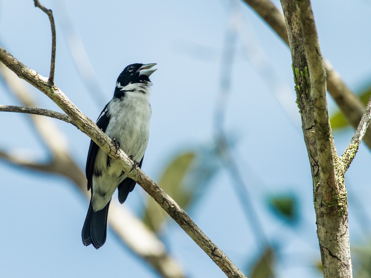 White-naped Seedeater - ML188853521