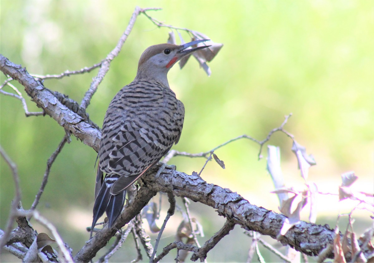 Northern Flicker (Red-shafted) - Jon. Anderson