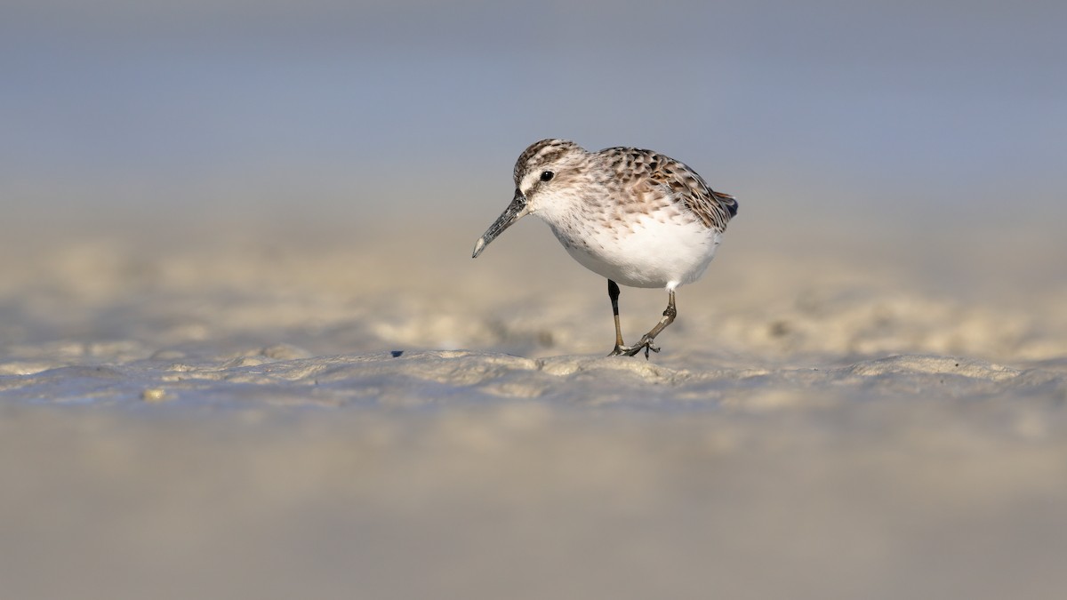 Broad-billed Sandpiper - Chris Young