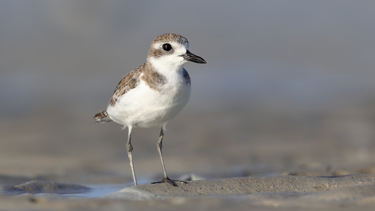 Greater Sand-Plover - Chris Young