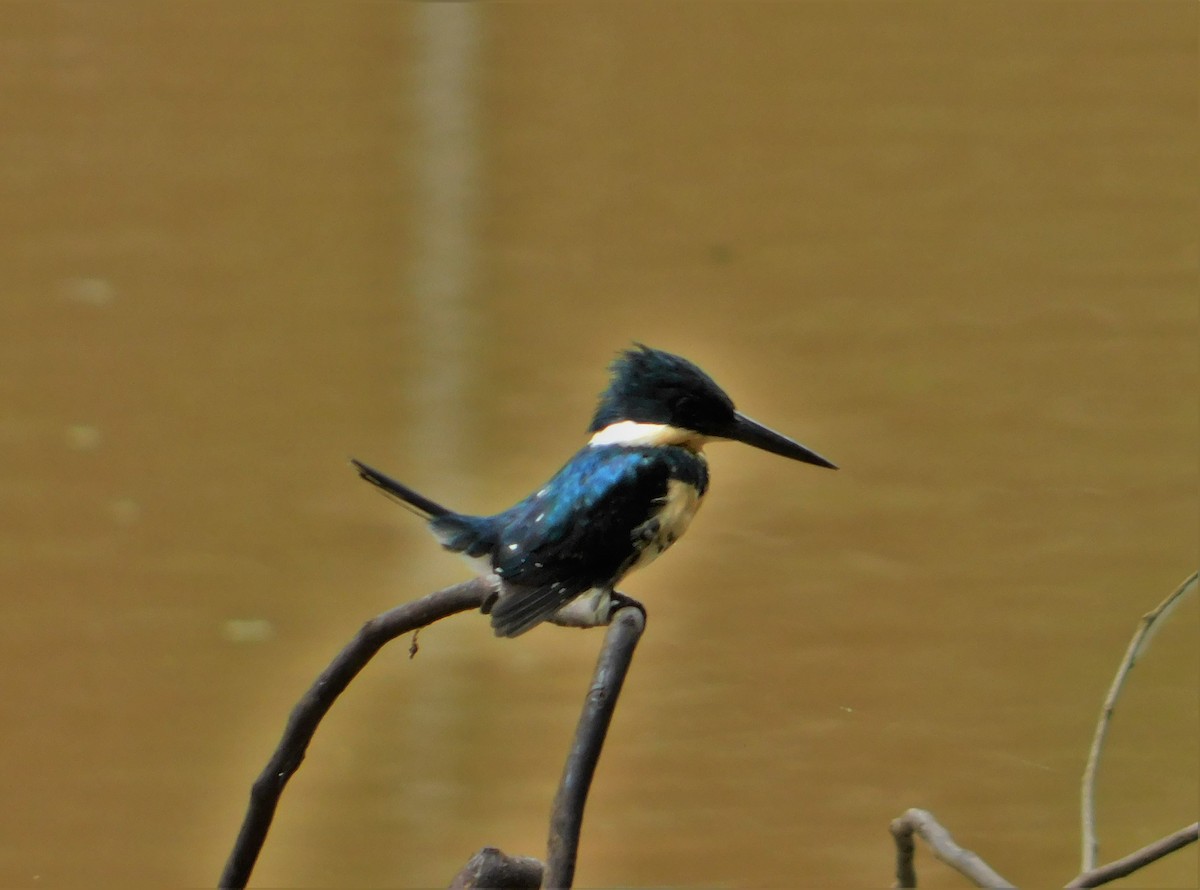 Green Kingfisher - Nicolás Bejarano