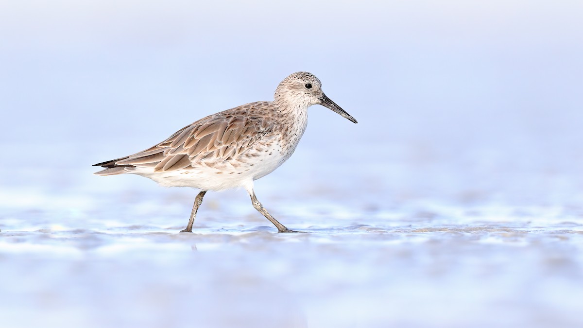 Great Knot - ML188855331