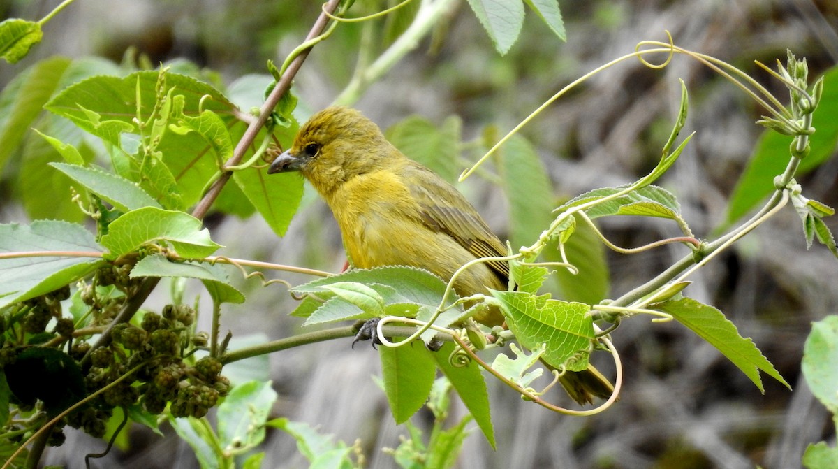 Hepatic Tanager - ML188857821