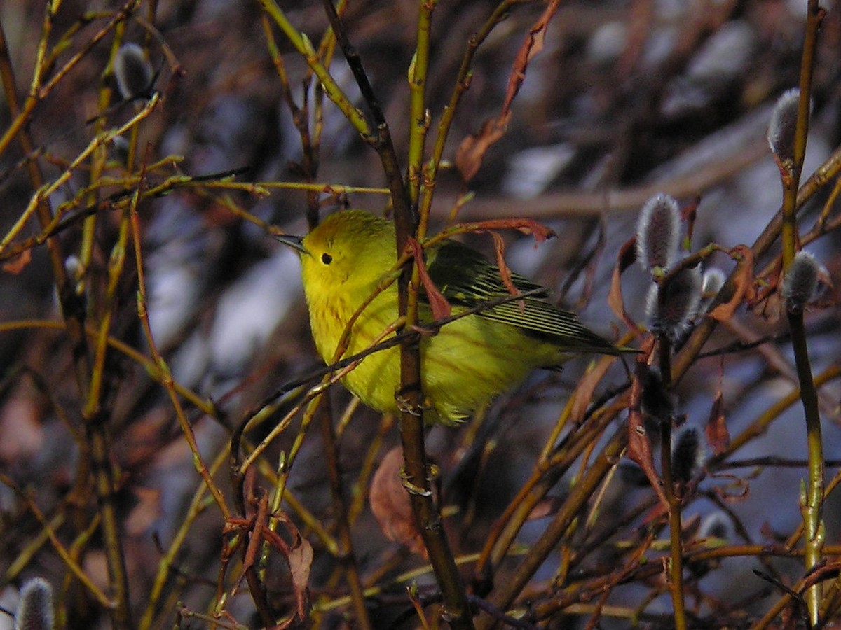 Yellow Warbler - Paul Suchanek