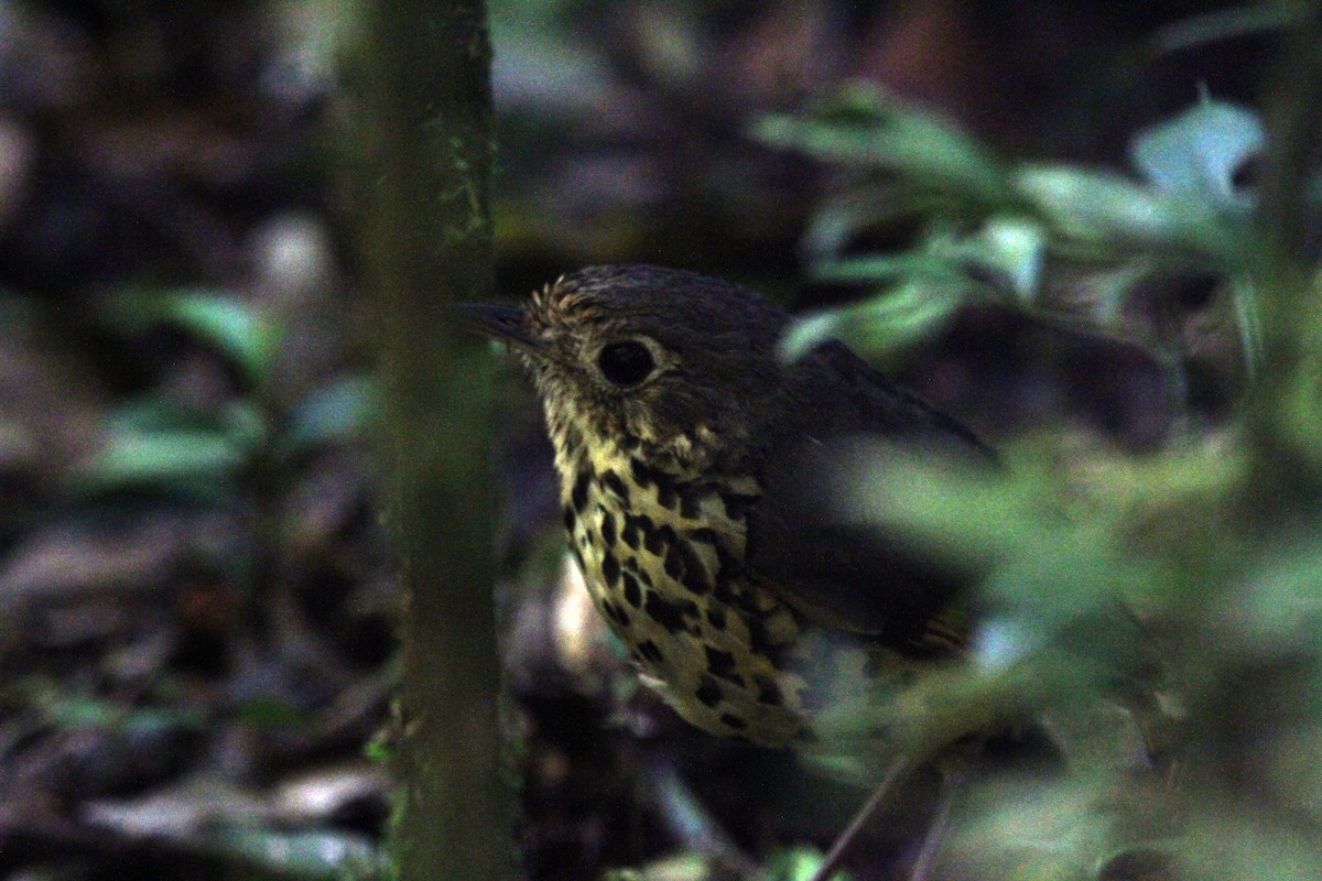 Speckle-breasted Antpitta - ML188859001