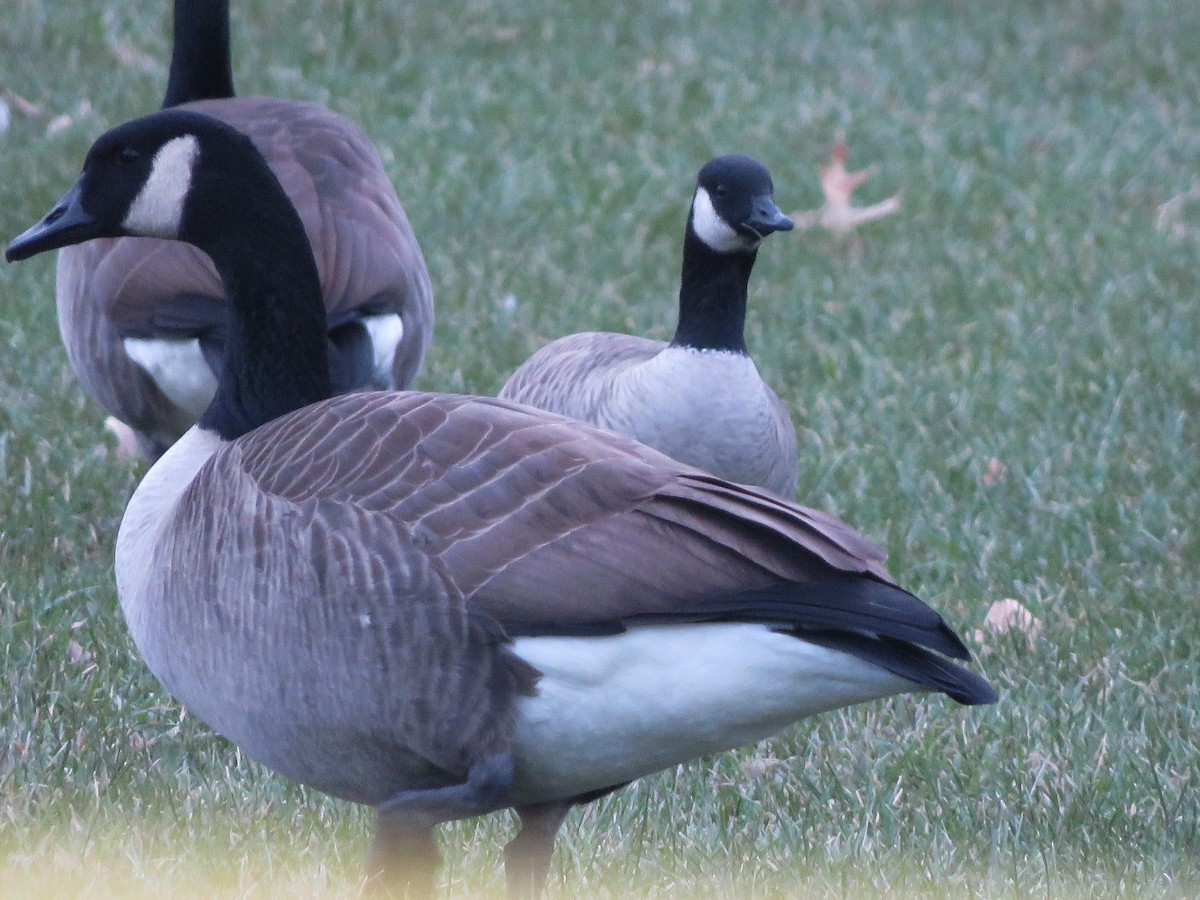 Cackling Goose - Anonymous