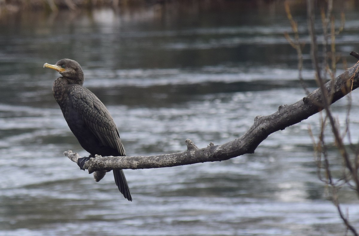 Neotropic Cormorant - alejandro vega