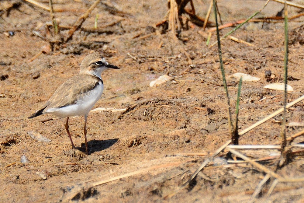 Collared Plover - ML188863991