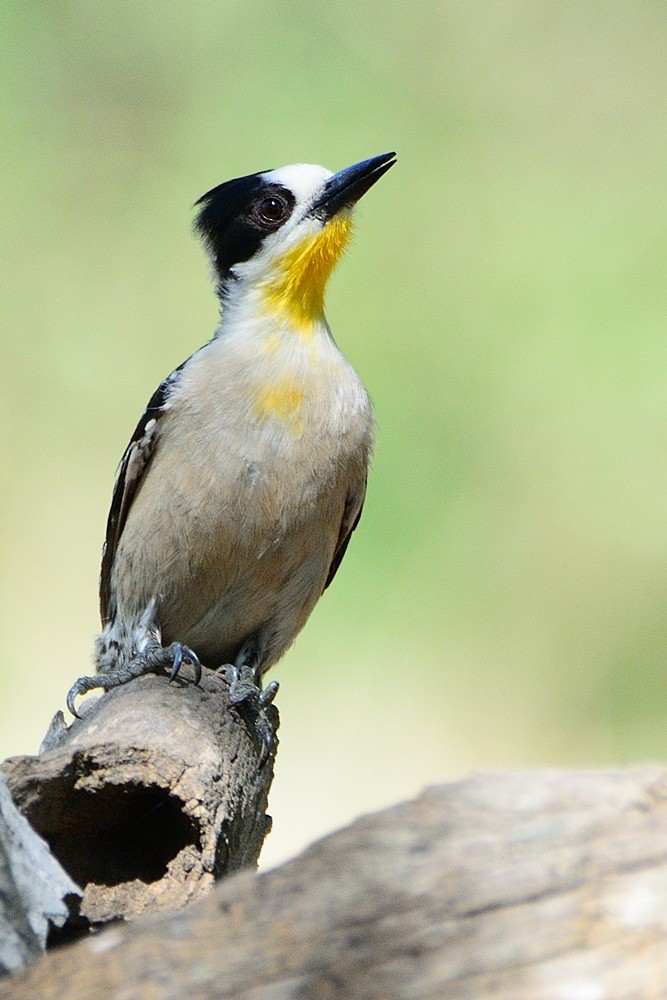White-fronted Woodpecker - ML188864151