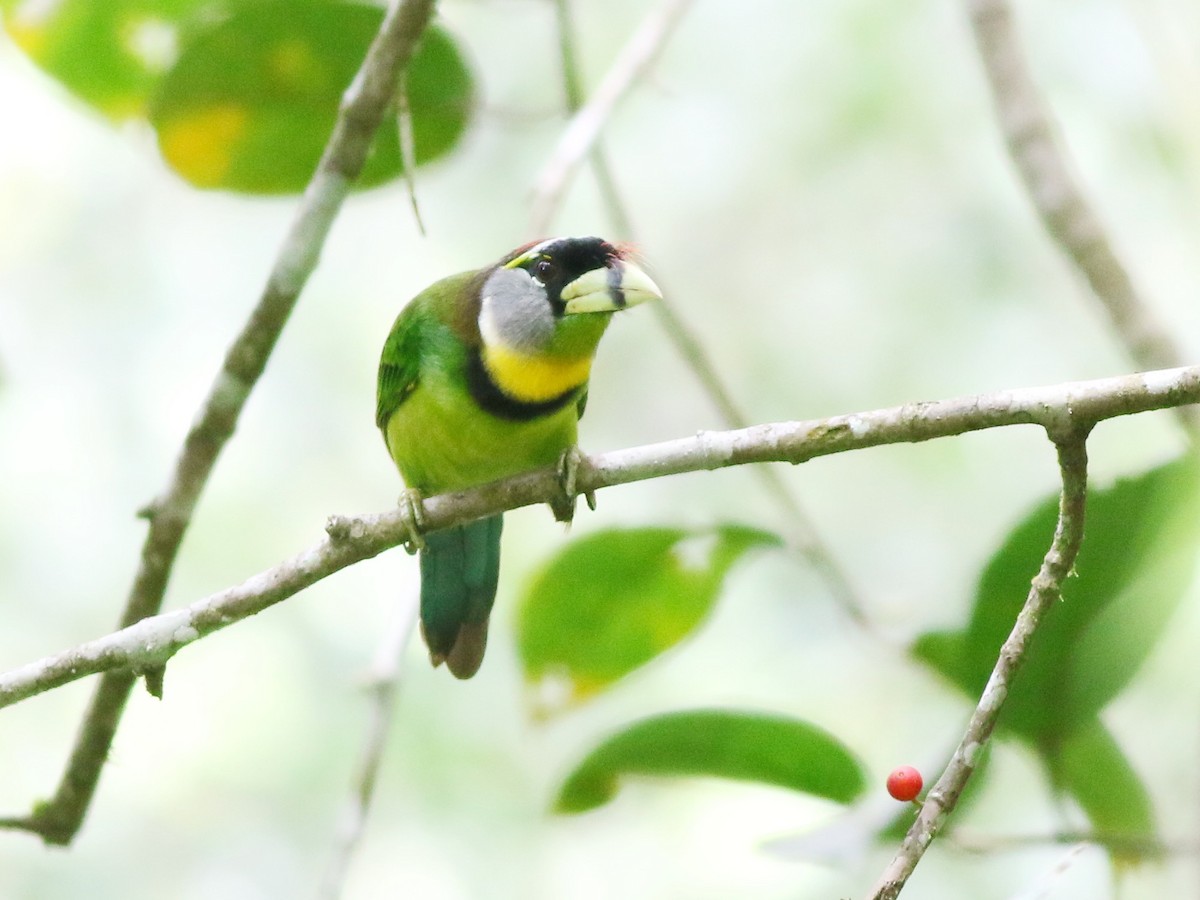 Fire-tufted Barbet - ML188864741