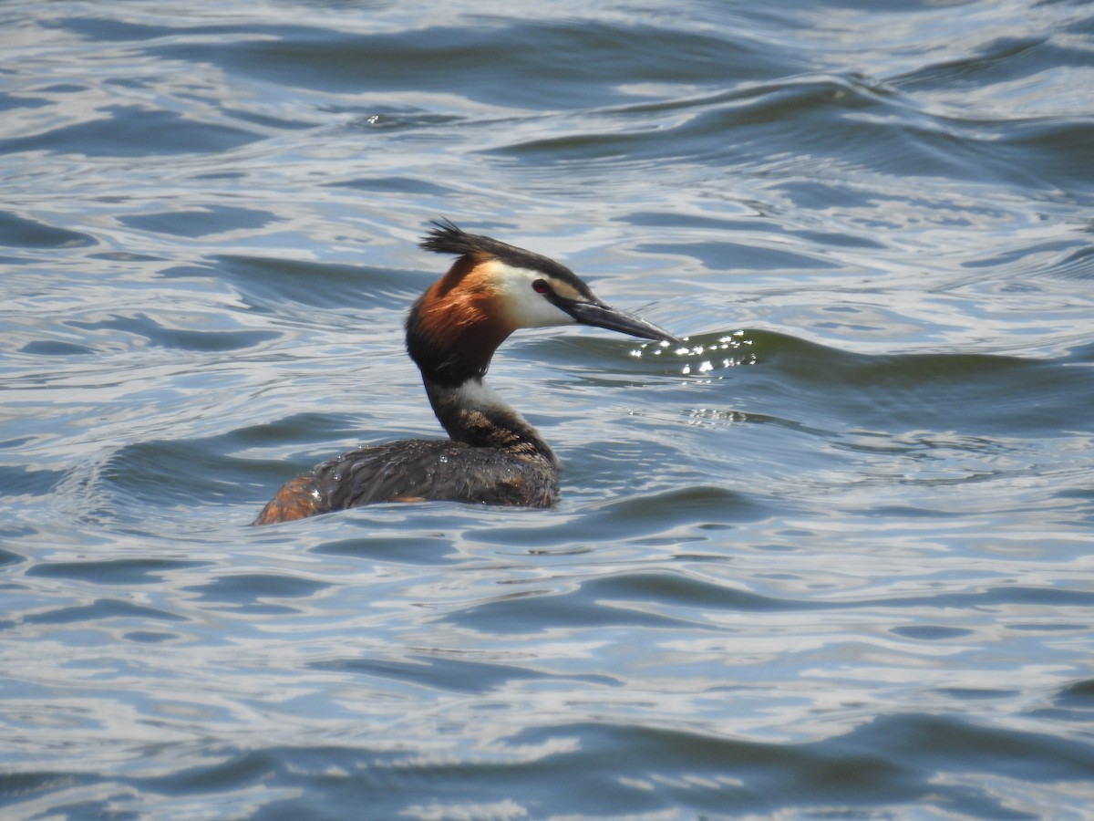 Great Crested Grebe - ML188867081
