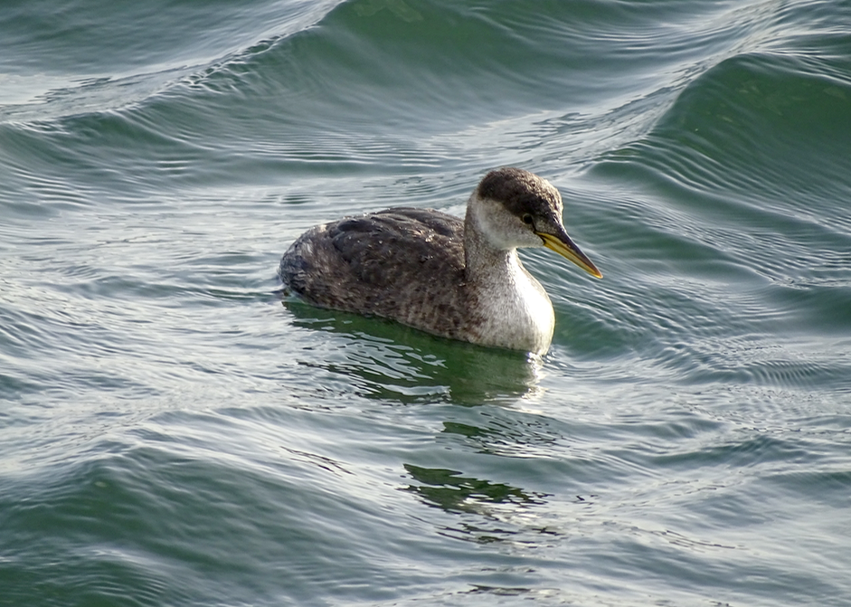 Red-necked Grebe - ML188872501