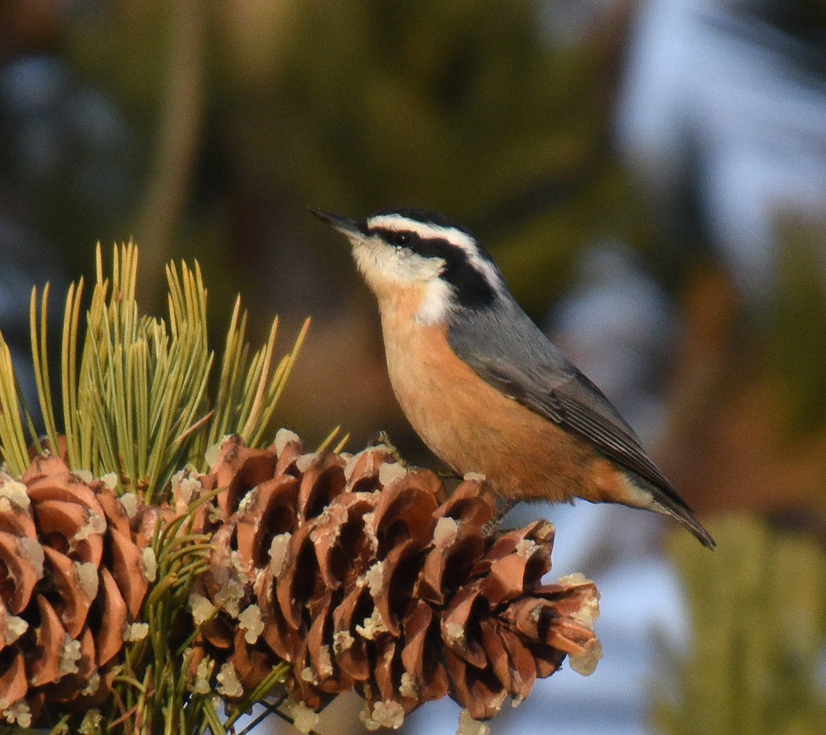 Red-breasted Nuthatch - ML188872991