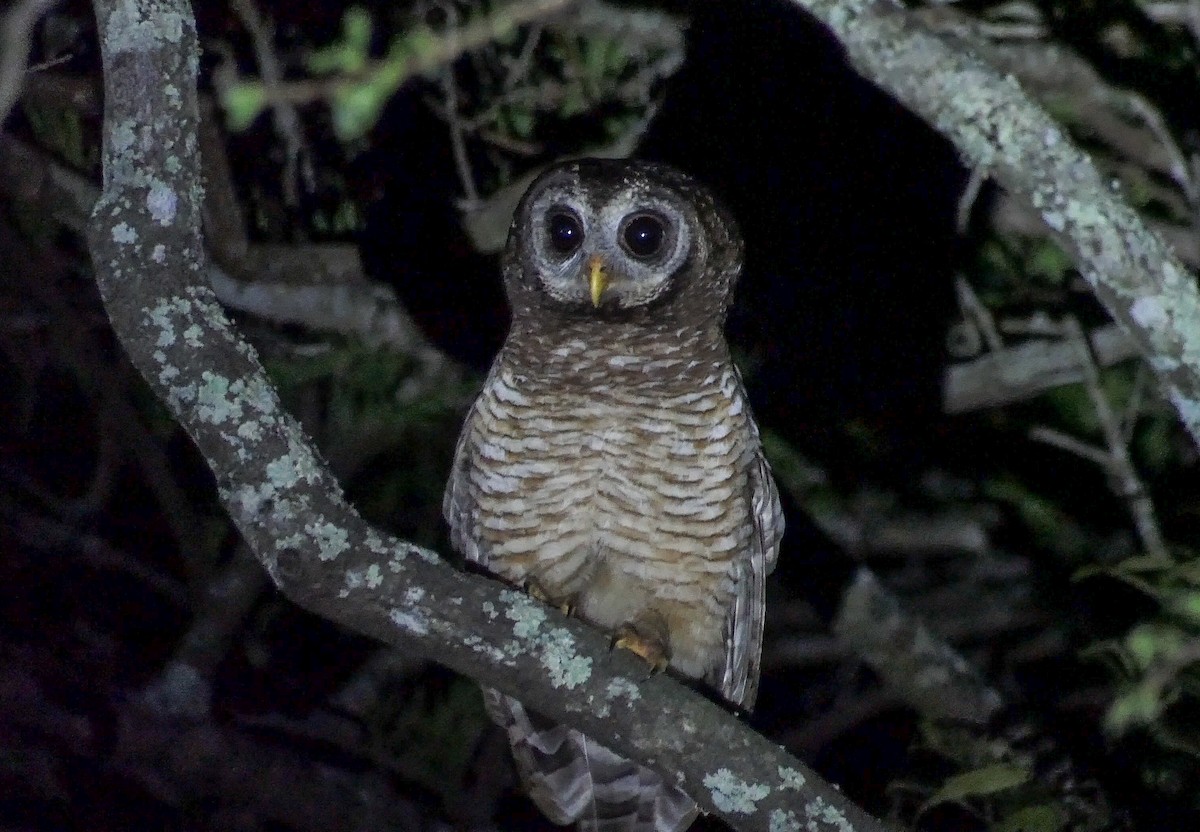African Wood-Owl - ML188876991