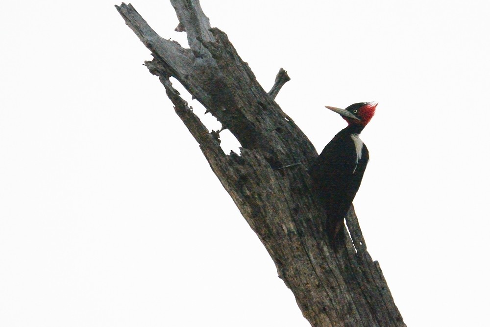 Cream-backed Woodpecker - Aníbal Domaniczky  CON CONA Caracara