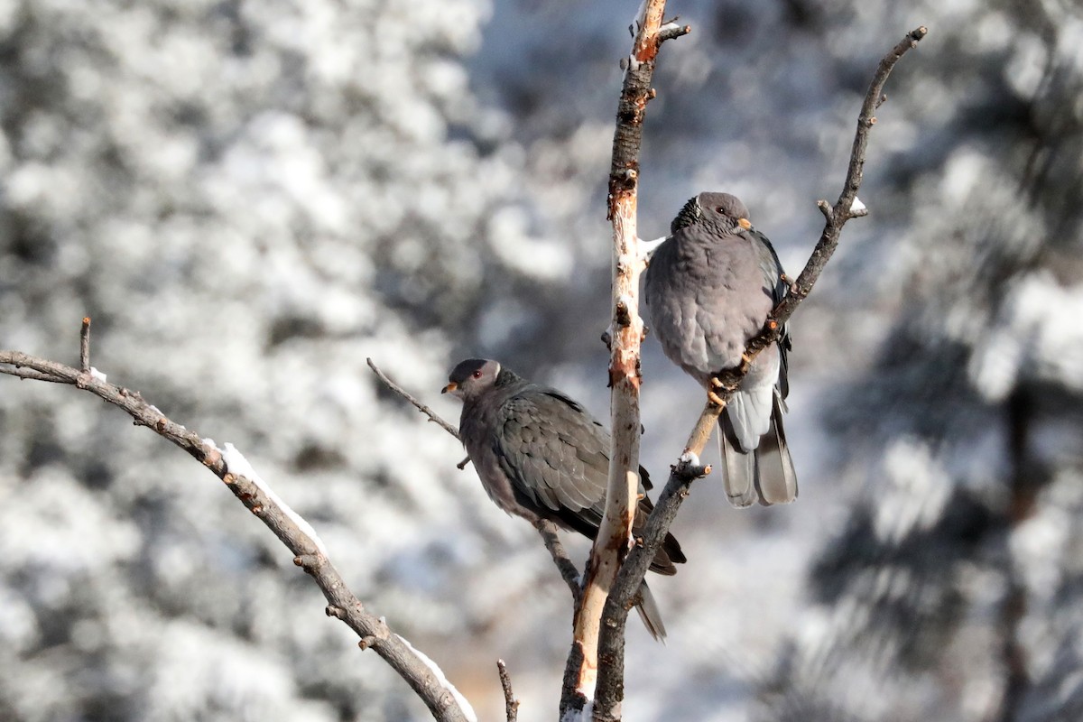 Band-tailed Pigeon - Richard Bunn