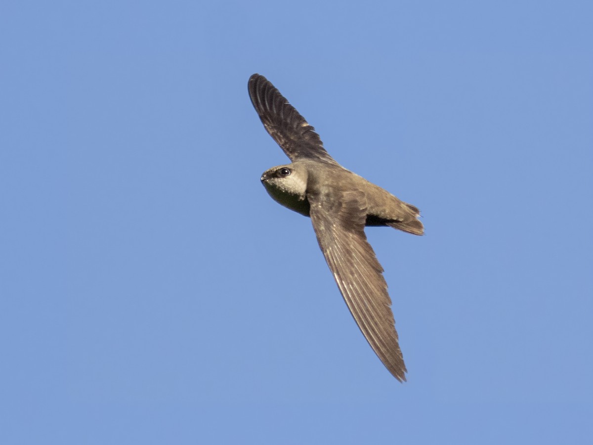 Chimney Swift - Chaetura pelagica - Birds of the World