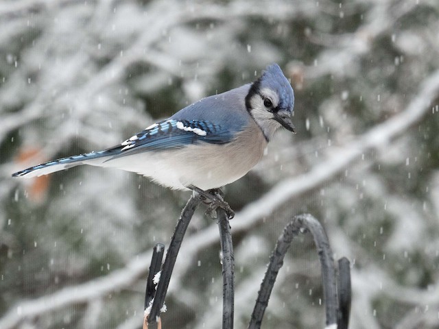 Blue Jay - Vermont eBird