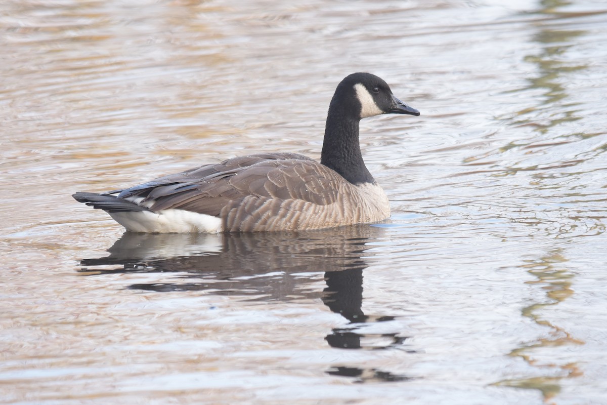 eBird Checklist 20 Nov 2019 Stumpy Lake Natural Area 24 species