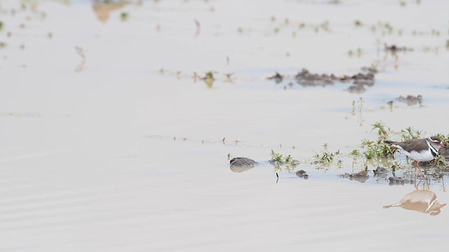 Three-banded Plover - ML188888611
