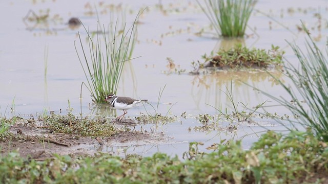 Three-banded Plover - ML188888661