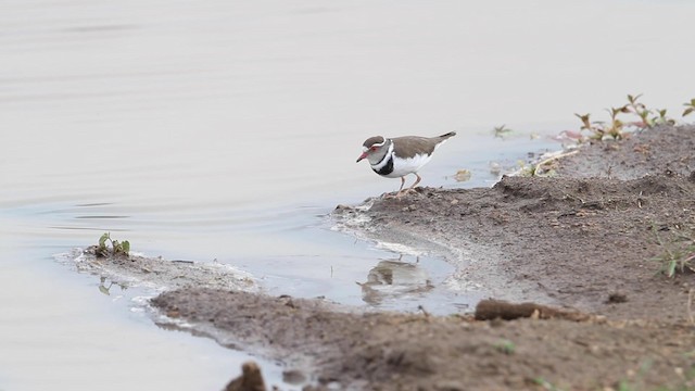 Three-banded Plover - ML188888701