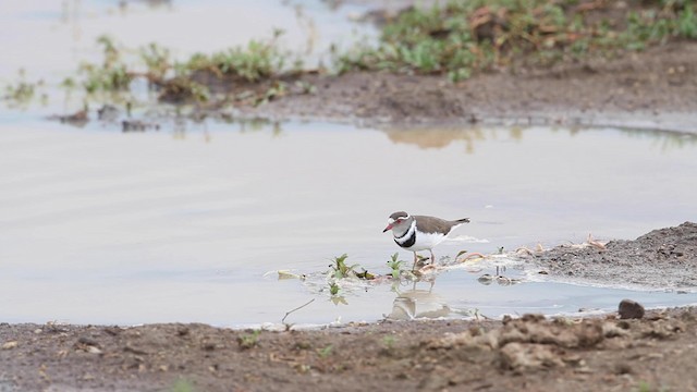 Three-banded Plover - ML188888711