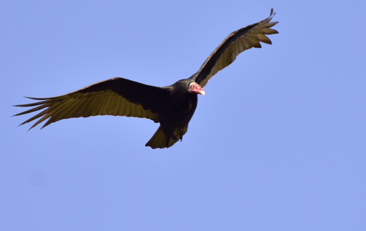 Turkey Vulture - alejandro vega