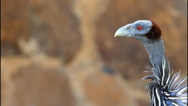 Vulturine Guineafowl - ML188890401