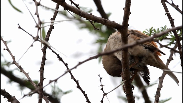 Parrot-billed Sparrow - ML188890691