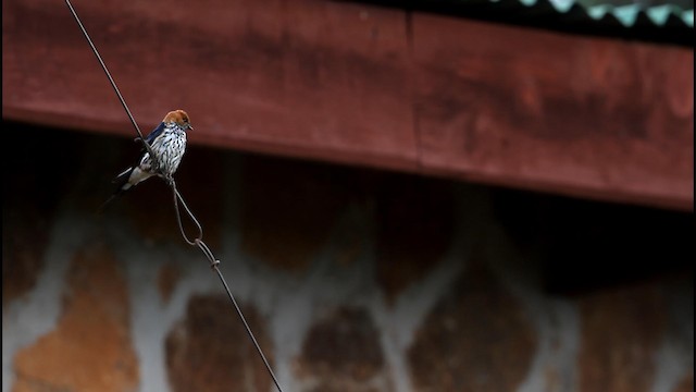 Lesser Striped Swallow - ML188891301