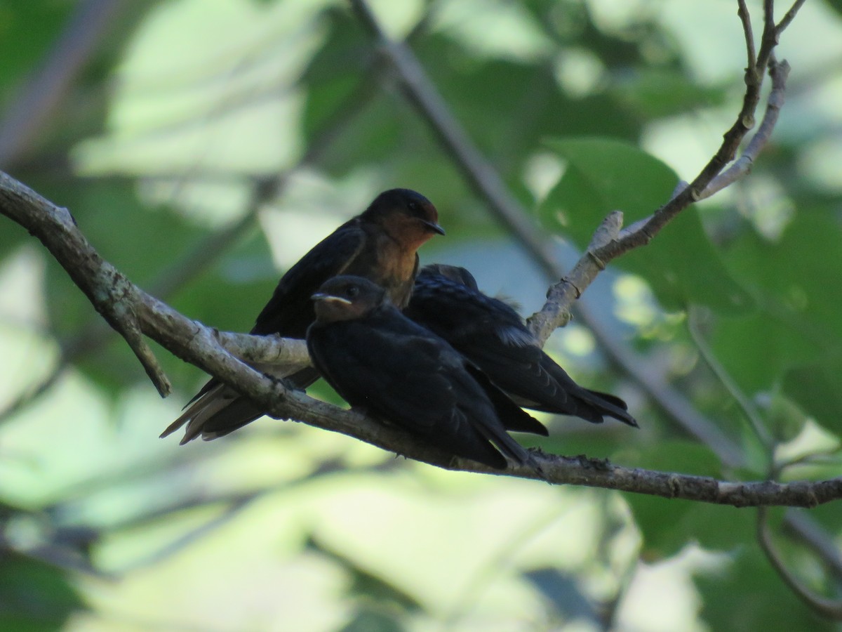 Pacific Swallow - ML188891421