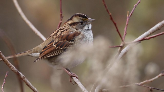 White-throated Sparrow - ML188893281