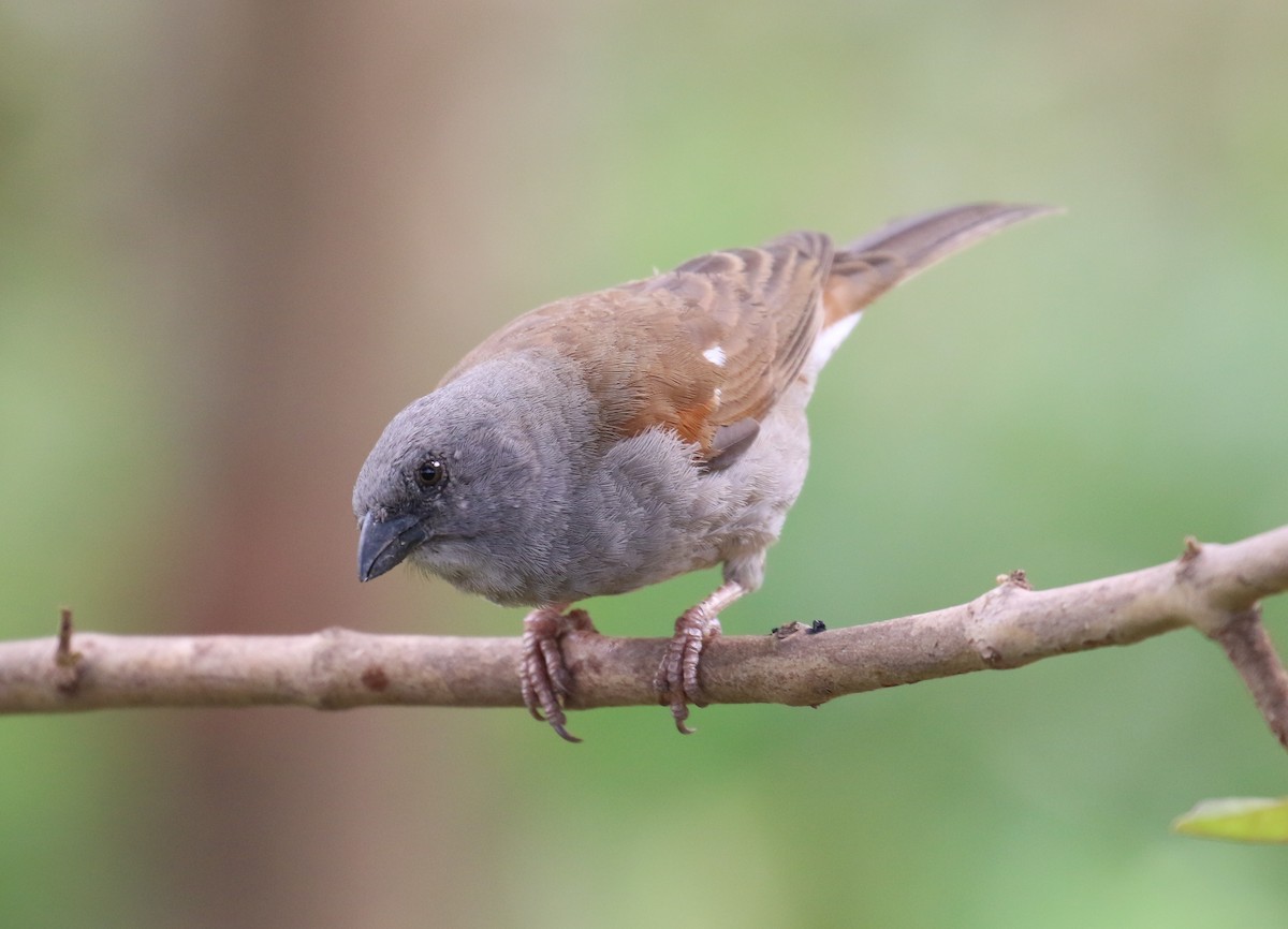 Northern Gray-headed Sparrow - ML188899641