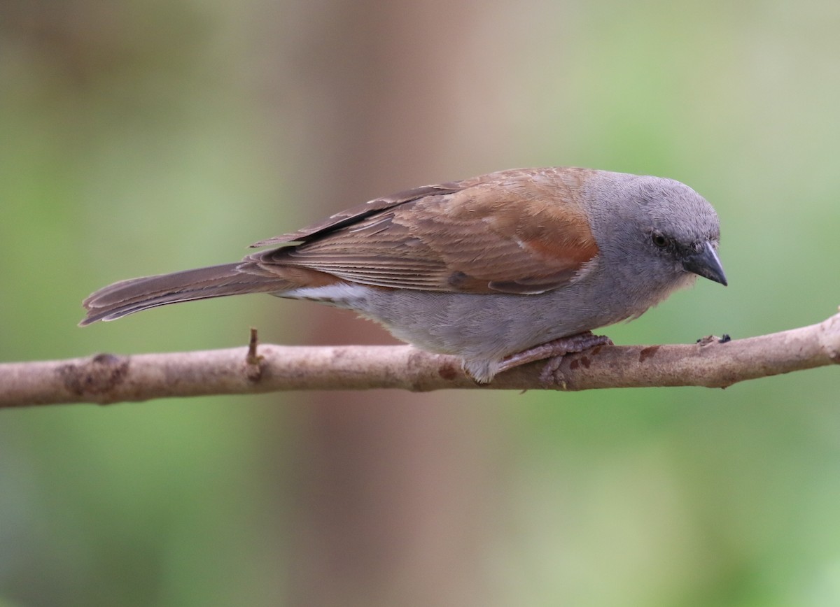 Northern Gray-headed Sparrow - ML188899651