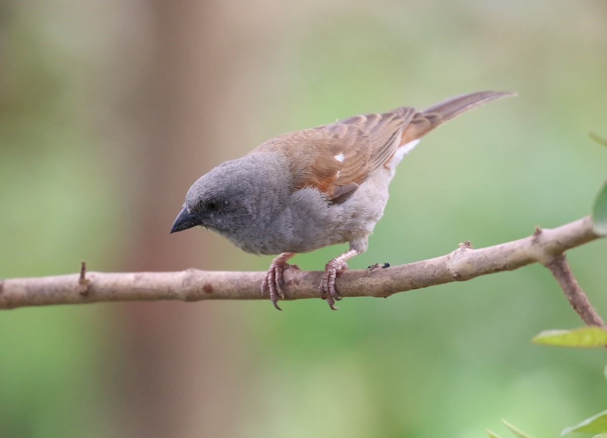 Northern Gray-headed Sparrow - ML188899661