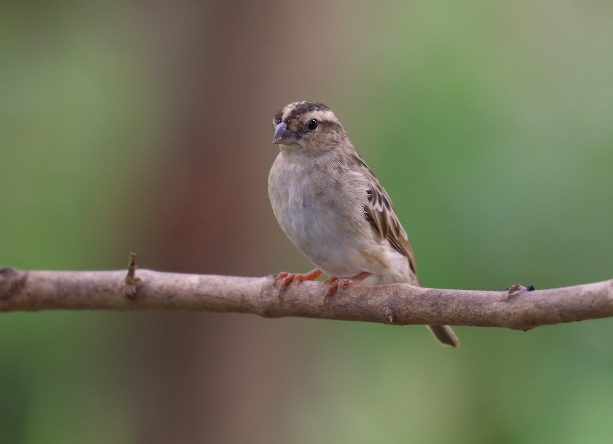 Pin-tailed Whydah - ML188899971