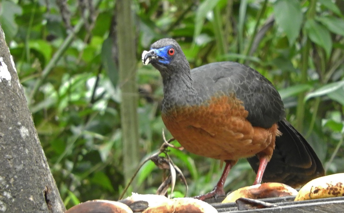 Sickle-winged Guan - Ray Wershler