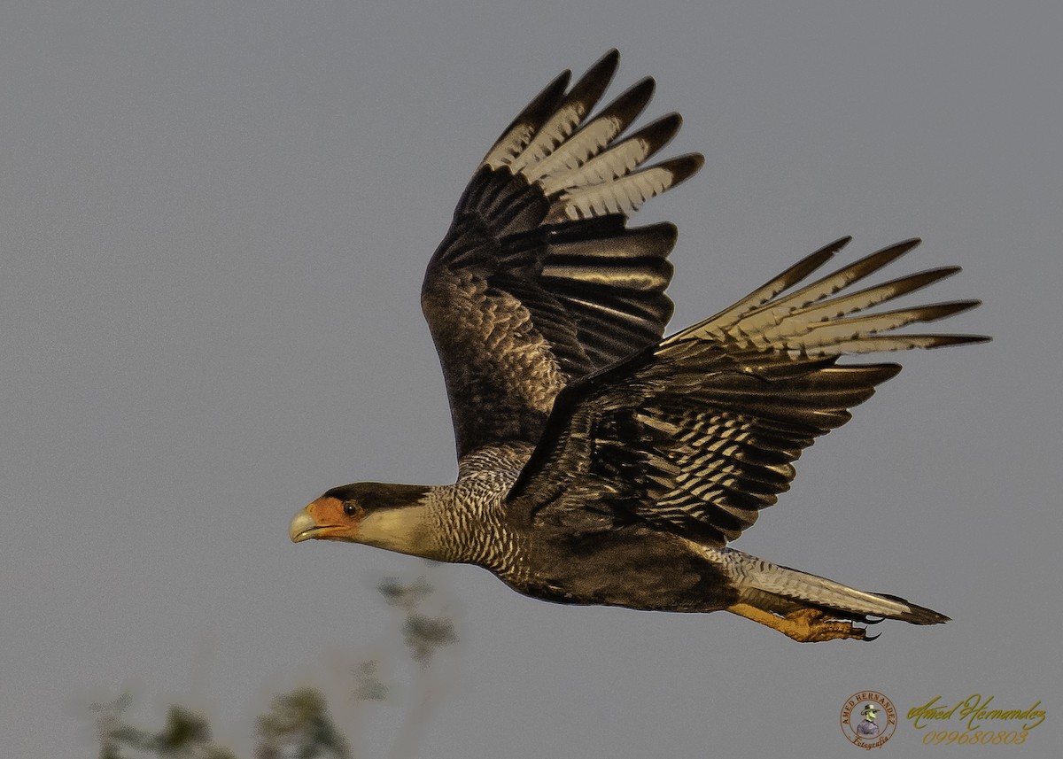 Crested Caracara (Southern) - ML188904371