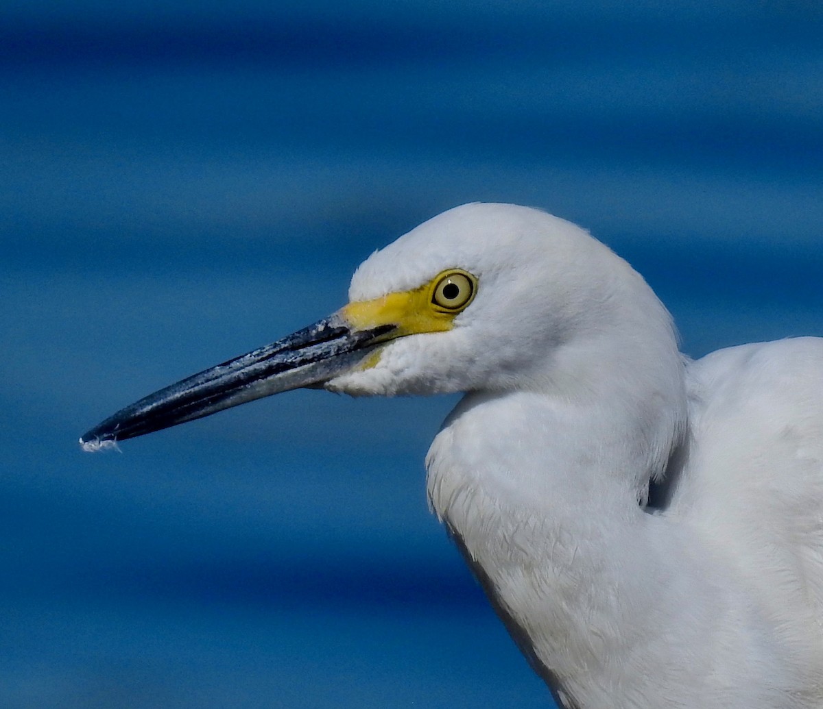Snowy Egret - Van Remsen